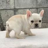 フレンチブルドッグ【香川県・女の子・2024年9月26日・クリーム】の写真1