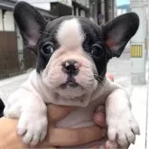 フレンチブルドッグ