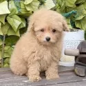 タイニープードル【香川県・女の子・2025年11月8日・アプリコット】の写真2