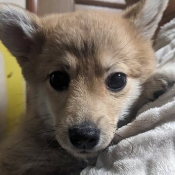 ポメ柴(ポメラニアン×豆柴)【鹿児島県・女の子・2024年12月23日・レッド】の写真「甘えん坊なかわいい女の子です。」