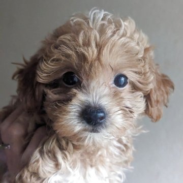 ポメプー(ポメラニアン×トイプードル)【鹿児島県・男の子・2025年8月20日・アプリコット&ホワイト】の写真「小柄な男の子です🐕️♡」