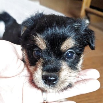 ポメ柴(ポメラニアン×柴犬)【鹿児島県・女の子・2025年8月28日・黒】の写真「元気いっぱいです🐕️♡」