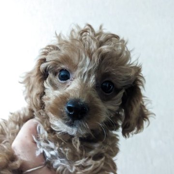 ポメプー(ポメラニアン×トイプードル)【鹿児島県・女の子・2025年8月20日・アプリコット&ホワイト】の写真「可愛いお顔の女の子です♡」