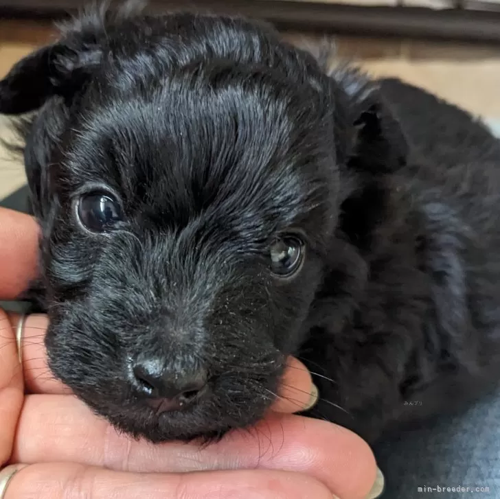 ID:2405-00839の子犬