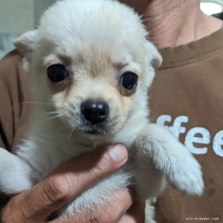 まなみ 様のお迎えした子犬