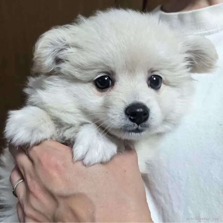 ID：2405-05275の子犬