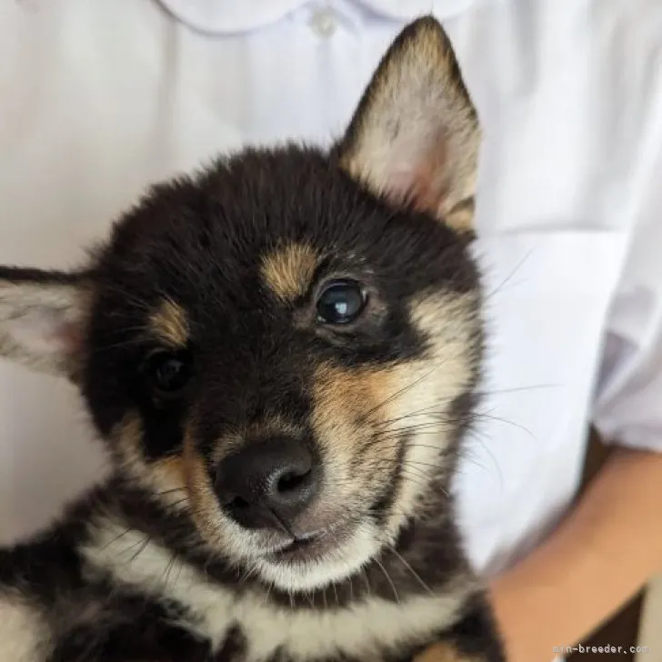 ID:2306-02353の子犬