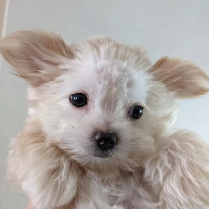 ID:2211-00250の子犬