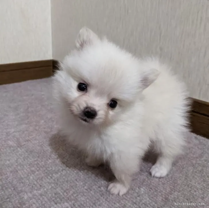 ID：2211-00296の子犬