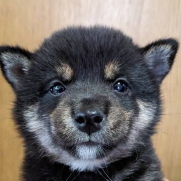 柴犬(豆柴)【鹿児島県・女の子・2023年4月30日・ブラック】の写真「元気いっぱい、キレイなお顔🐶✨」