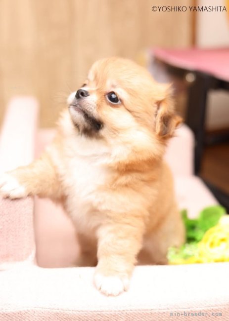 とてもかわいらしい子どもたちです。｜高橋　敏彦(たかはし　としひこ)ブリーダー(東京都・チワワ(ロング)など・JKC登録)の紹介写真10