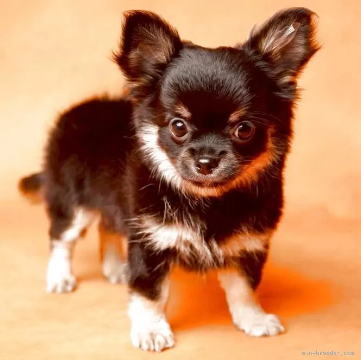 ID:2506-06067の子犬