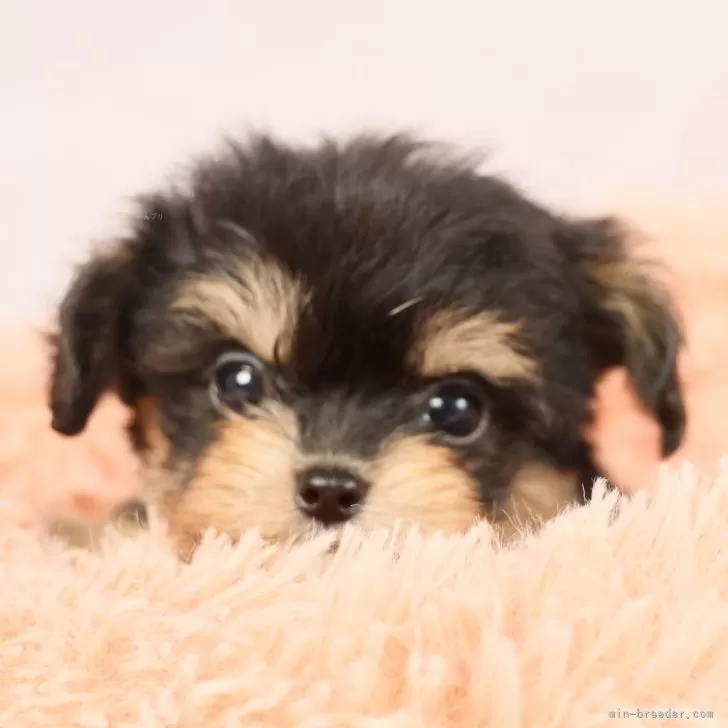 ID:2412-06416の子犬