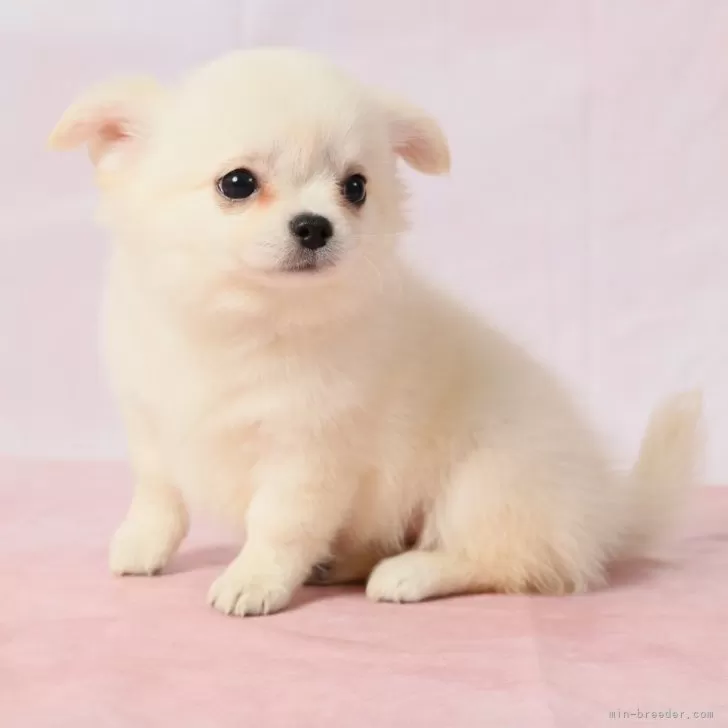 ID:2412-06377の子犬
