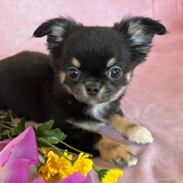 ID:2501-01533の子犬