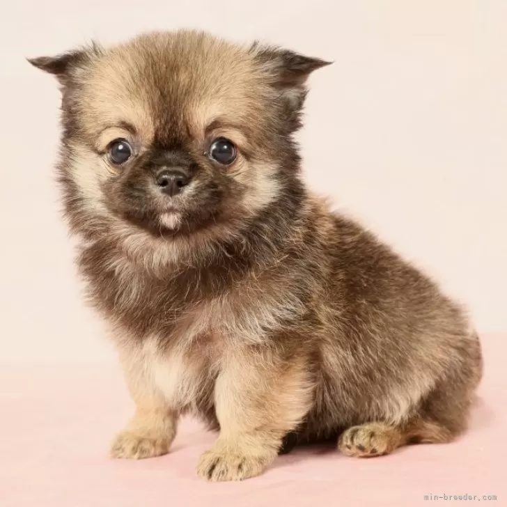H.K 様のお迎えした子犬