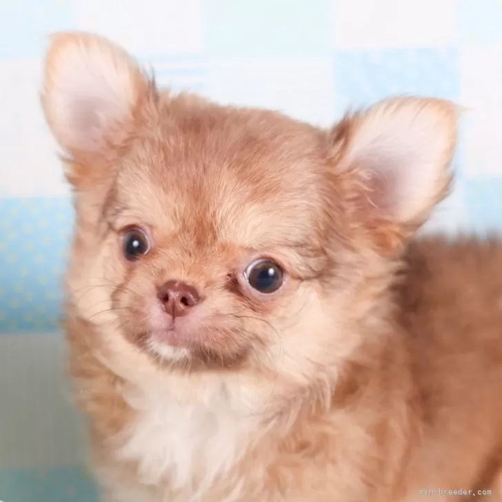 ID：2406-00751の子犬