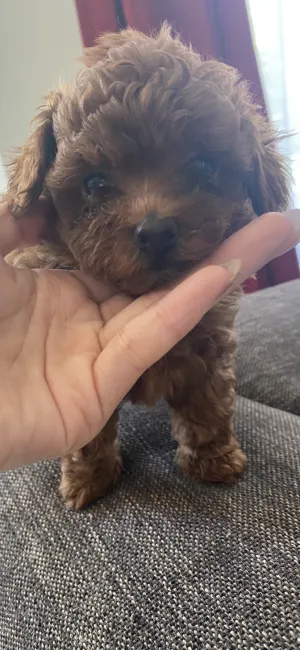 ID：2106-02577の子犬