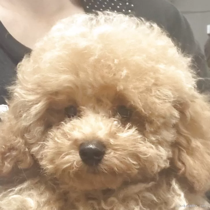 ID:2506-06079の子犬