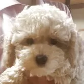タイニープードル