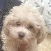 タイニープードル