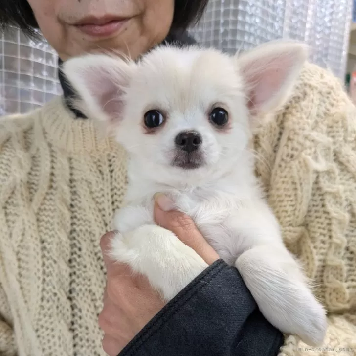ID:2412-01767の子犬