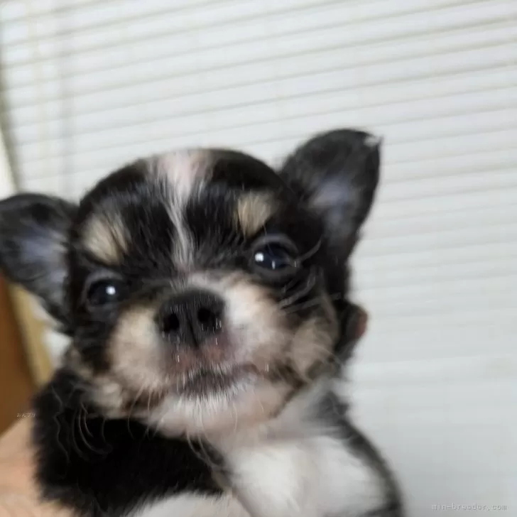 ID:2409-04600の子犬