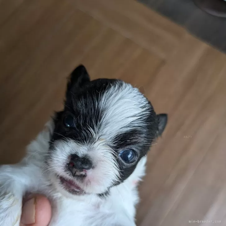 ID:2406-06160の子犬
