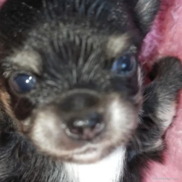 ID:2208-00730の子犬