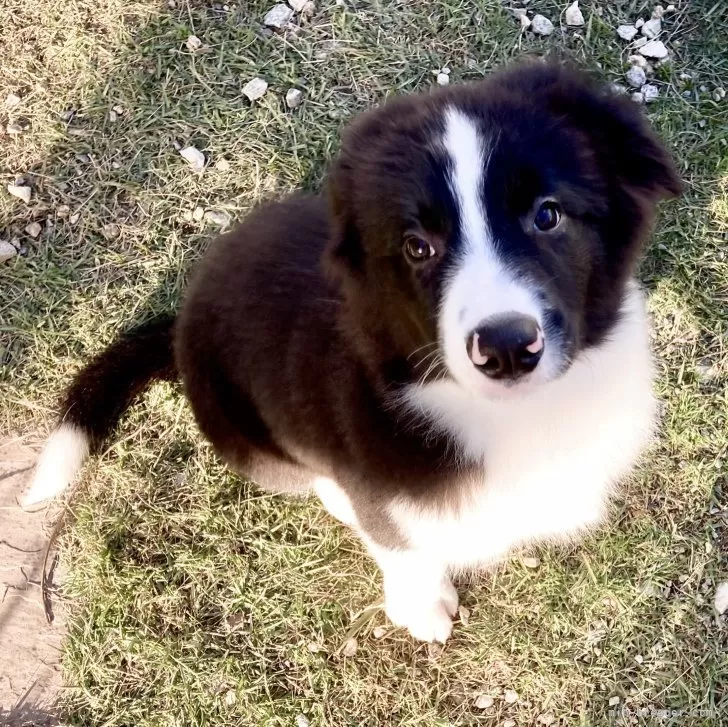 K.I 様のお迎えした子犬