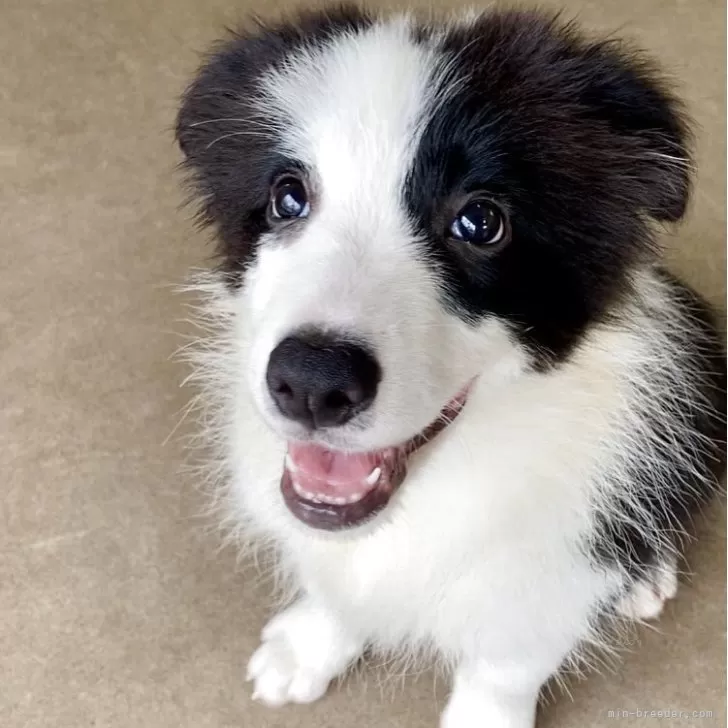 ID：2509-01041の子犬