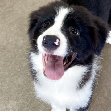 ボーダーコリー【香川県・男の子・2025年7月5日・ブラック&ホワイト】の写真「明るく活発しつけ順調✨11月23日迄お迎え→2万引」