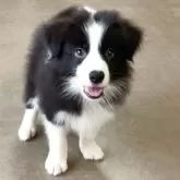 ボーダーコリー