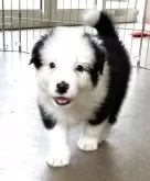 ボーダーコリー【香川県・男の子・2025年7月5日・ブラック&ホワイト】の写真10