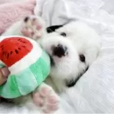 ボーダーコリー【香川県・男の子・2025年7月5日・ブラック&ホワイト】の写真13