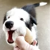 ボーダーコリー【香川県・男の子・2025年7月5日・ブラック&ホワイト】の写真9「初対面の人にも走り寄ります」