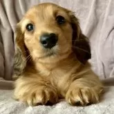 ミニチュアダックスフンド(ロング)【香川県・男の子・2025年1月16日・レッド】の写真7「きれいなゴールドに近いクリアレッド✨お鼻の色素はしっかり」