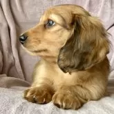 ミニチュアダックスフンド(ロング)【香川県・男の子・2025年1月16日・レッド】の写真8