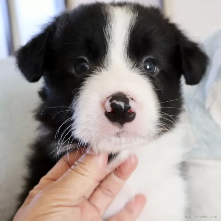 T.K 様のお迎えした子犬