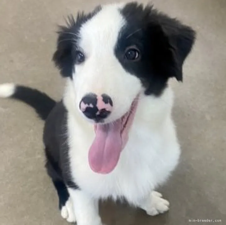 ゆみさん 様のお迎えした子犬