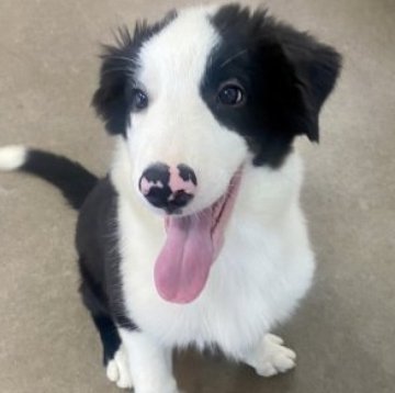 ボーダーコリー【香川県・男の子・2023年6月13日・ブラック&ホワイト】の写真「基礎しつけ済⭐︎セラピー犬資質⭐︎両親チャンピオン」