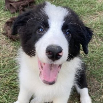 ボーダーコリー【香川県・男の子・2023年6月13日・ブラック&ホワイト】の写真「美しく優しい子⭐︎両親・祖父母ほか全員チャンピオン」