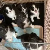 ボーダーコリー【香川県・男の子・2023年4月5日・ブラック&ホワイト】の写真5「5月27日撮影。日課のオスワリトレーニング、賢い6頭兄妹。（真ん中がこの長男くん）」