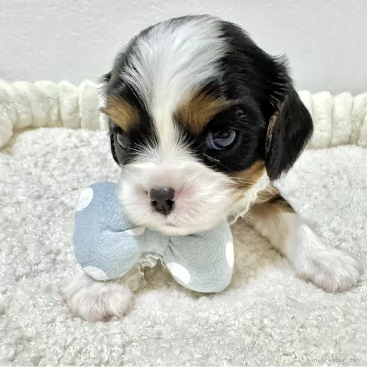 ID:2507-00983の子犬