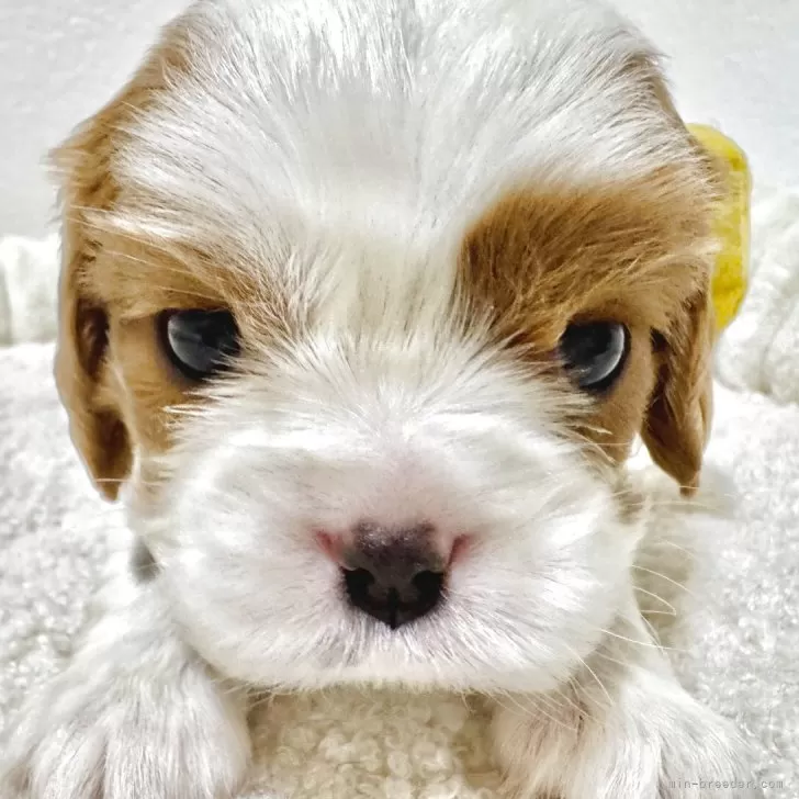 ID：2507-00984の子犬
