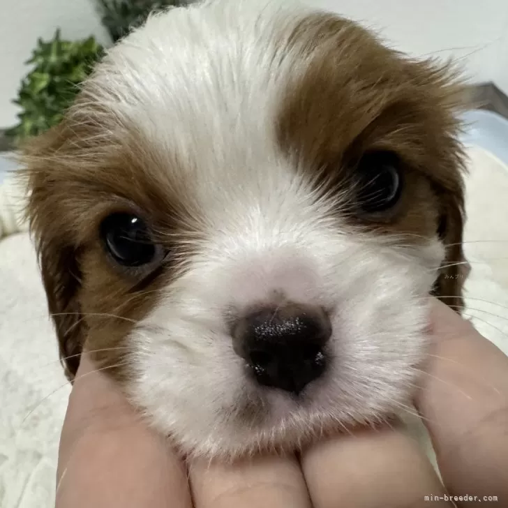 ID:2412-02926の子犬