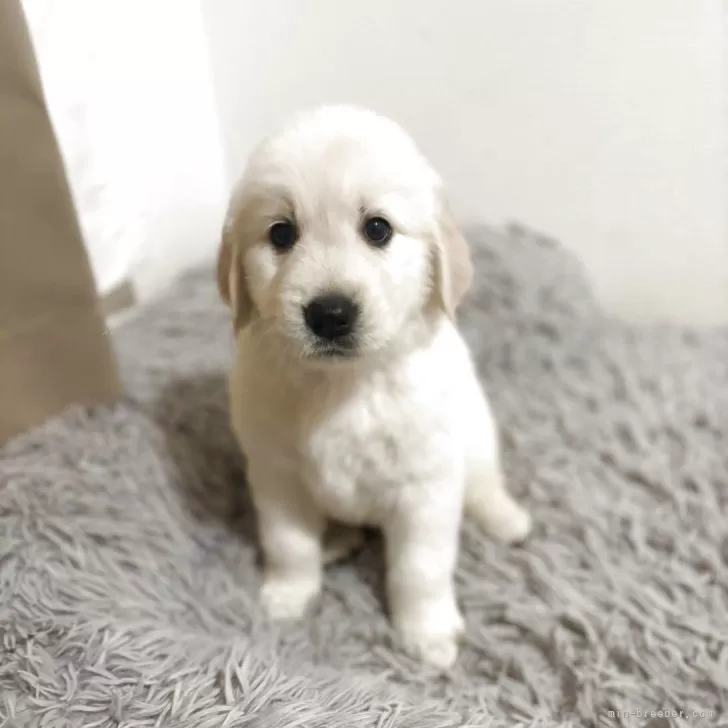 S.Y 様のお迎えした子犬