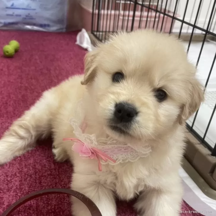 ID:2502-07196の子犬