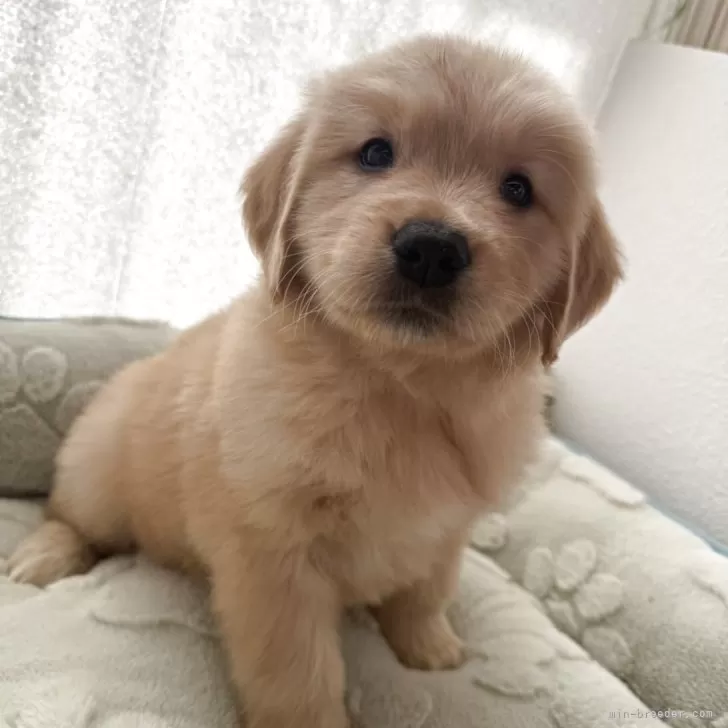 ゴールデンレトリバー【福岡県・女の子・2025年9月27日・ゴールド】の写真1