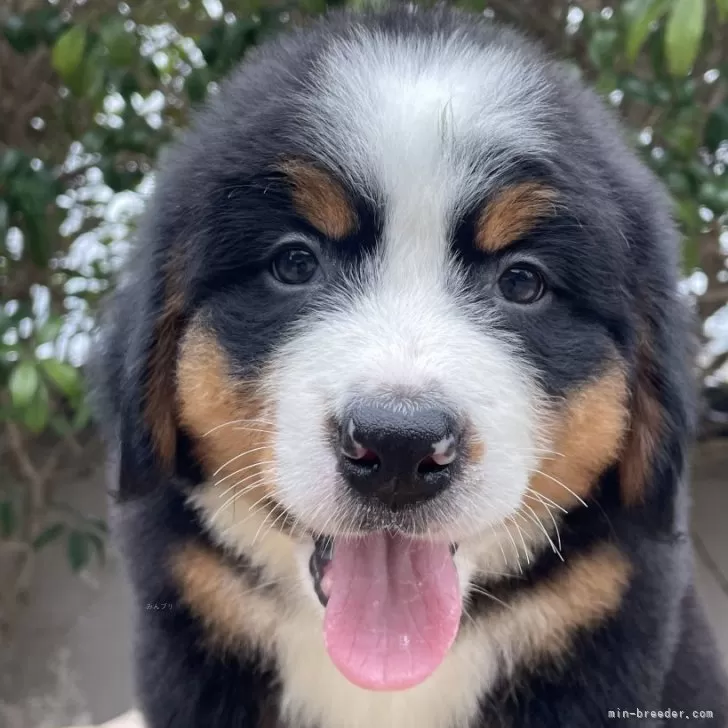 ID:2411-01440の子犬
